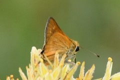 Hesperia meskei