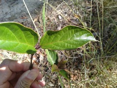 Clerodendrum longiflorum glabrum