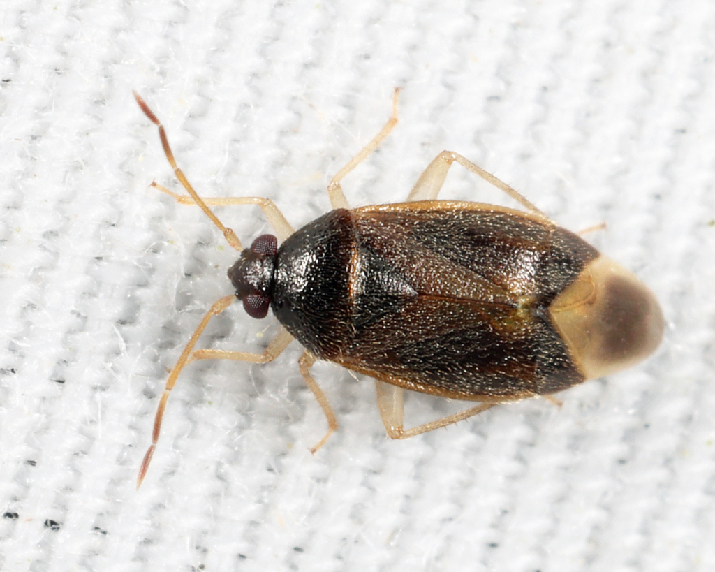 Ceratocapsus digitulus