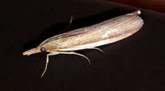 Chilo sacchariphagus