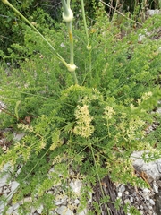 Ferulago nodosa
