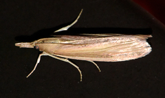 Chilo sacchariphagus