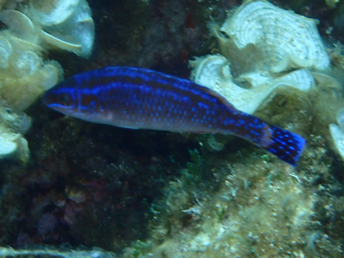 Symphodus melanocercus
