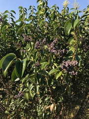 Ligustrum lucidum