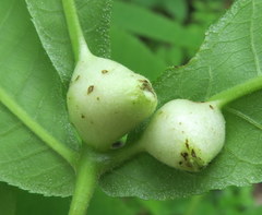 Phylloxera caryaemagna