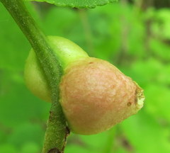 Phylloxera caryaemagna