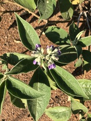 Solanum mauritianum