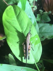 Xiphiola cyanoptera