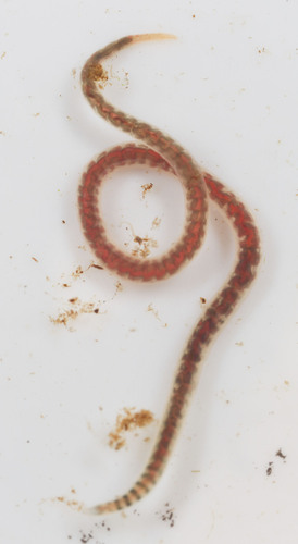 Lumbriculus variegatus