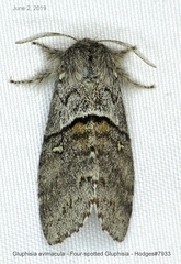 Gluphisia avimacula