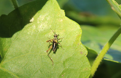 Phylloscyrtus amoenus