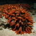 Pineapple Sea Cucumber - Photo (c) Richard Ling, some rights reserved (CC BY-NC-SA)
