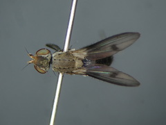 Trixoscelis obscurella