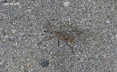 Sipalinus gigas