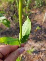 Penstemon multiflorus