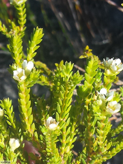 Diosma oppositifolia