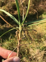 Cenchrus clandestinus