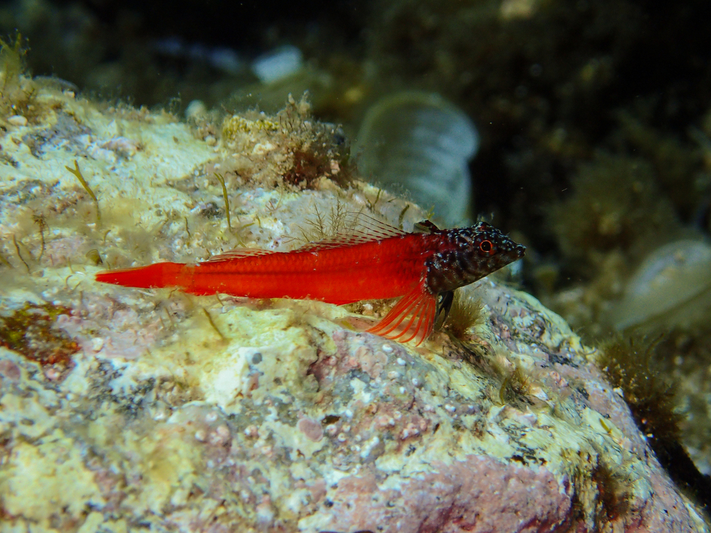 Small Black-spotted Cave Triplefin