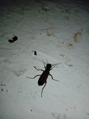 Epicauta vitticollis