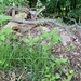 photo of Wavy Hair-grass (Avenella flexuosa)