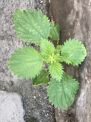 Urtica membranacea