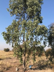 Eucalyptus camaldulensis