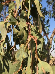 Eucalyptus camaldulensis