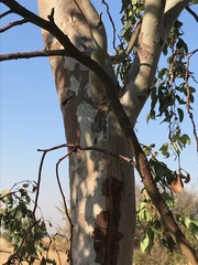 Eucalyptus camaldulensis