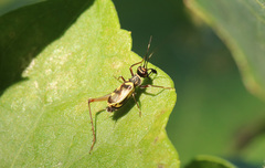 Phylloscyrtus amoenus