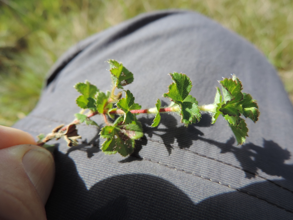 Alchemilla ellenbeckii