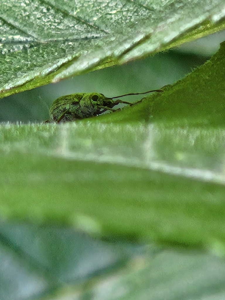 Asian Oak Weevil in July 2024 by dominicentomology · iNaturalist