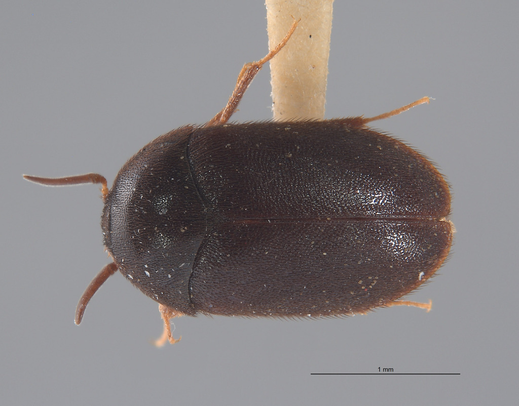 Attagenus schaefferi