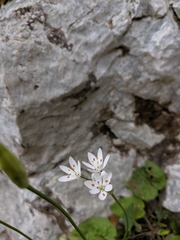 Allium subhirsutum