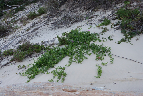 Image of Carpobrotus dimidiatus by (c) Tony Rebelo, some rights reserved (CC BY-SA)
