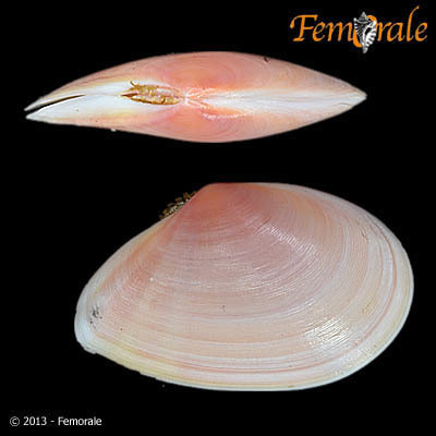 Rose-petal tellin