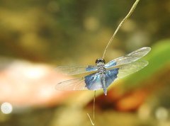 Rhyothemis triangularis