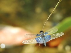 Rhyothemis triangularis