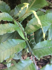 Dolichoderus attelaboides
