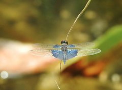 Rhyothemis triangularis