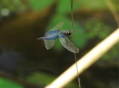 Rhyothemis triangularis