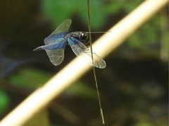 Rhyothemis triangularis