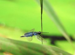 Rhyothemis triangularis