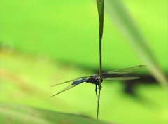 Rhyothemis triangularis