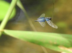 Rhyothemis triangularis