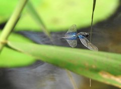 Rhyothemis triangularis