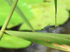 Rhyothemis triangularis