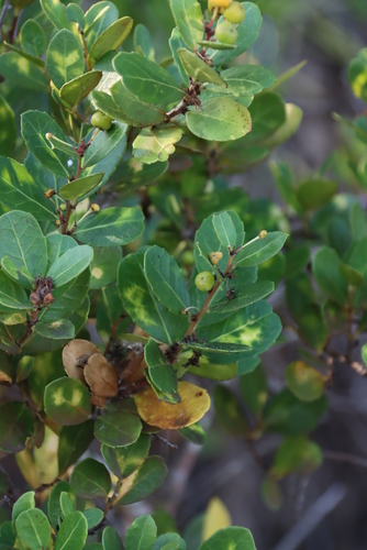 Image of Maytenus procumbens by (c) Tony Rebelo, some rights reserved (CC BY-SA)