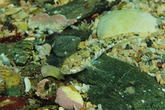 Pomatoschistus pictus