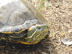 Trachemys hartwegi