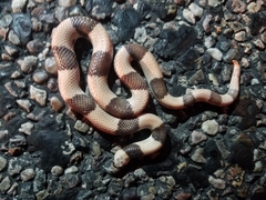 Phyllorhynchus browni